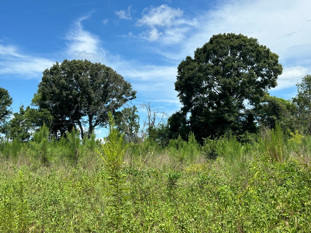 250 Adams Mill Road Clayton, AL 36016 - Photo 27 of 74