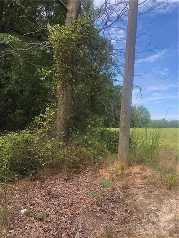a view of a yard with plants and large trees