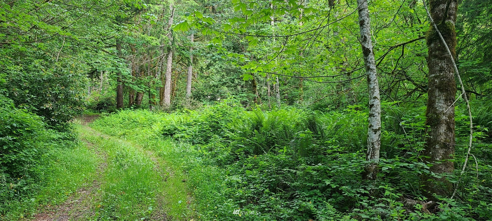 45615 Southeast Edgewick Road North Bend, WA 98045 - Photo 1 of 11 a view of a lush green forest
