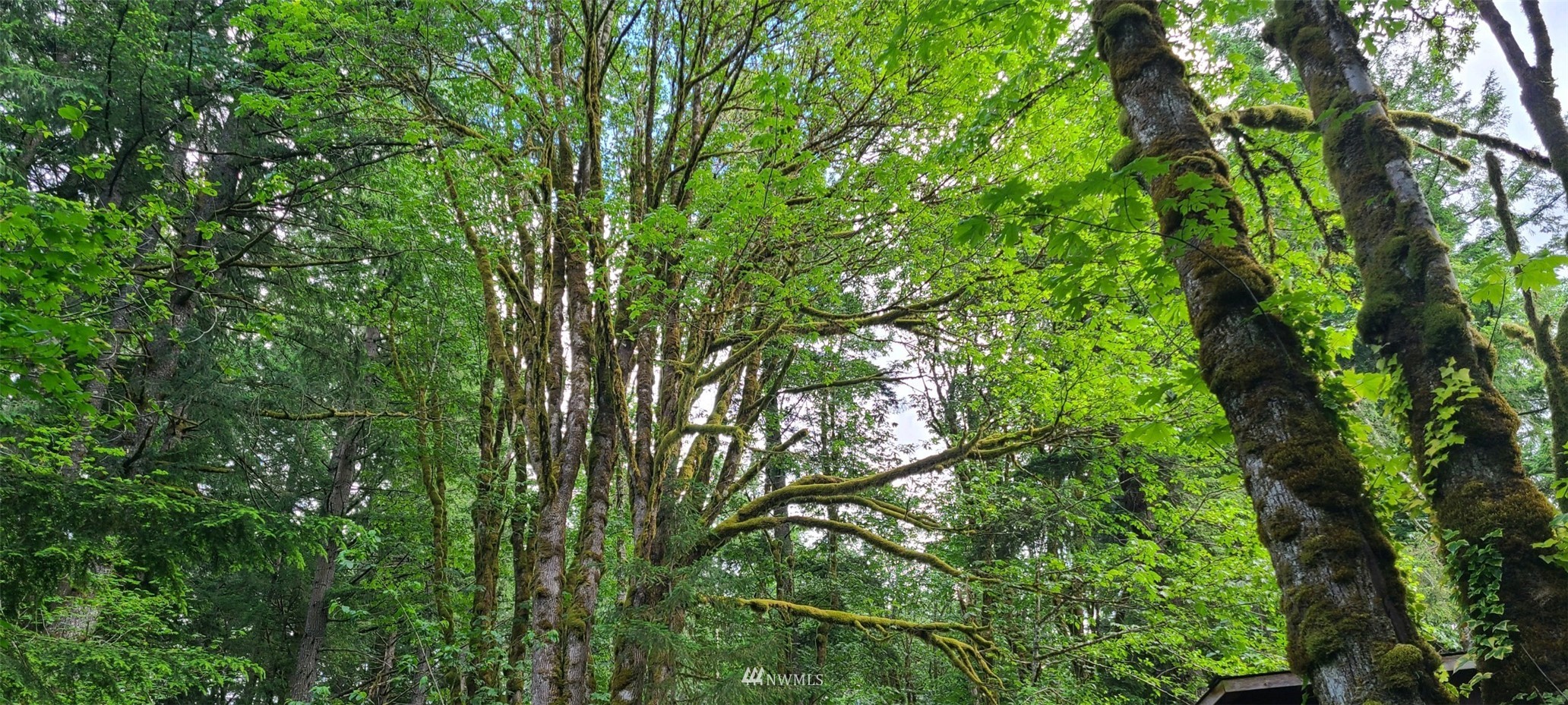 45615 Southeast Edgewick Road North Bend, WA 98045 - Photo 3 of 11 a view of a lush green forest