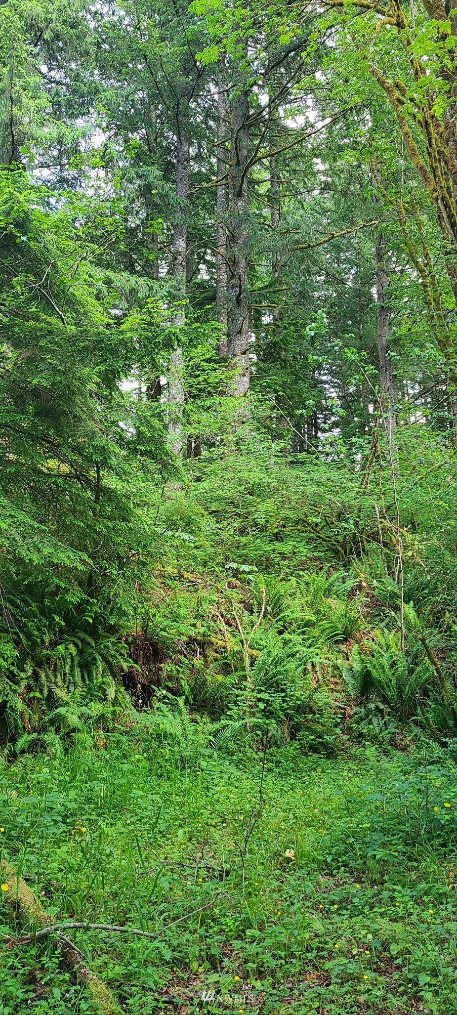 45615 Southeast Edgewick Road North Bend, WA 98045 - Photo 5 of 11 a view of a lush green forest