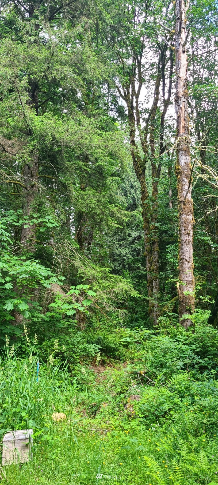 45615 Southeast Edgewick Road North Bend, WA 98045 - Photo 6 of 11 a view of a lush green forest