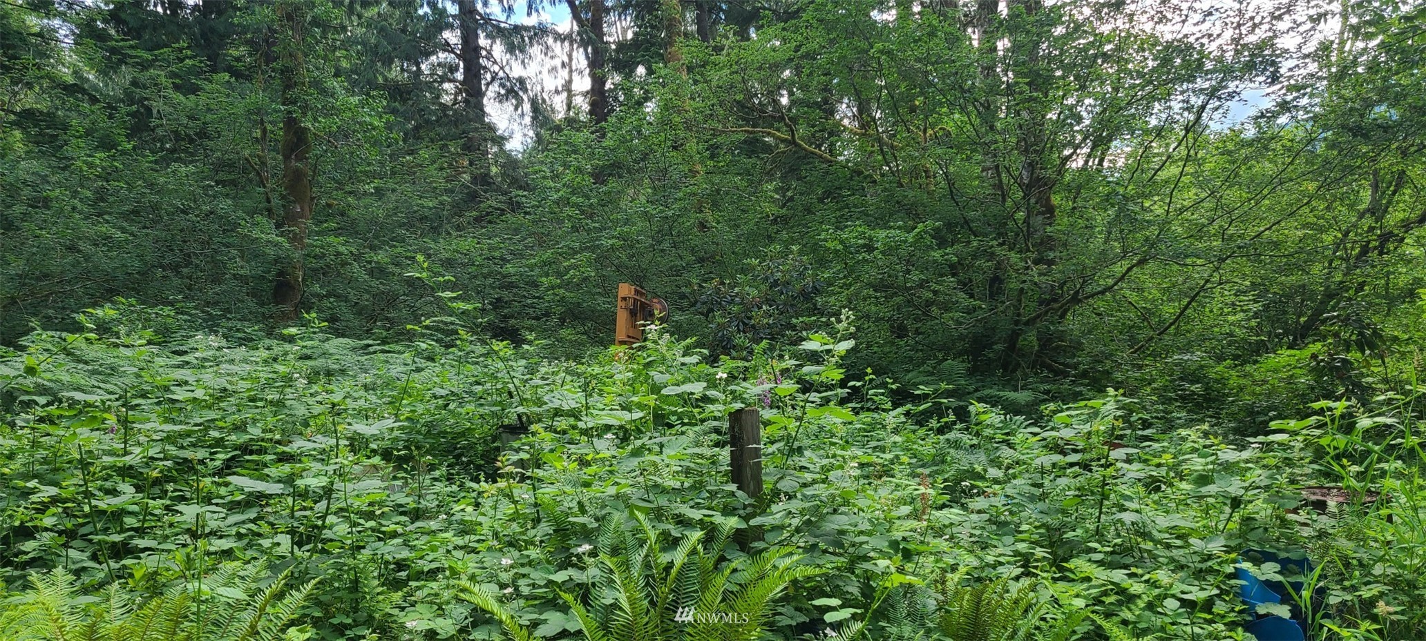 45615 Southeast Edgewick Road North Bend, WA 98045 - Photo 8 of 11 a closeup of a tree