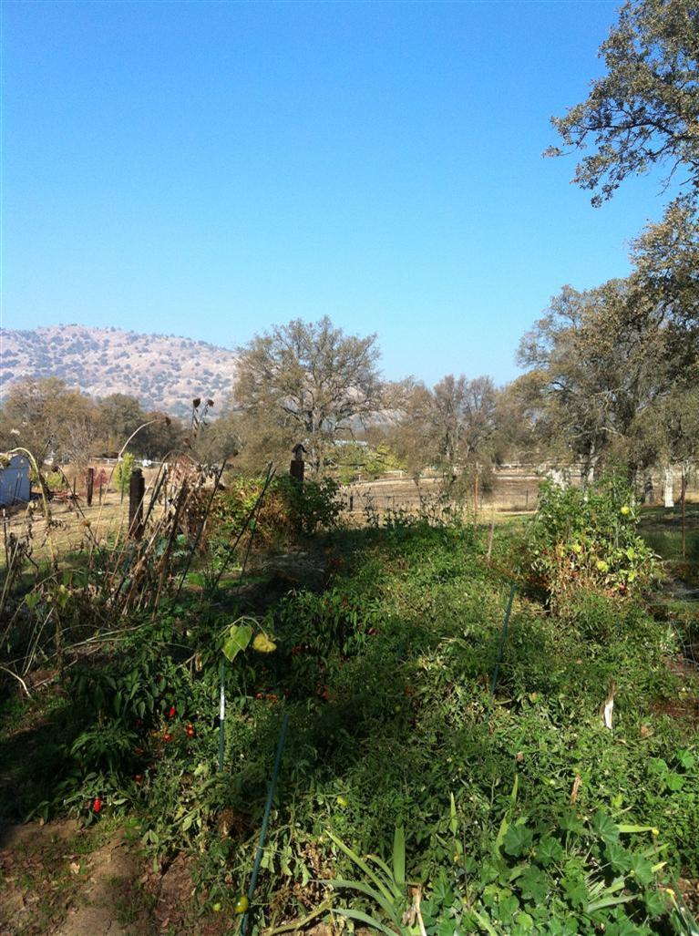 14814 Oak Creek Road Prather, CA 93651 - Photo 5 of 5 Fenced Vegetable Garden Area ready with drip irrigation.