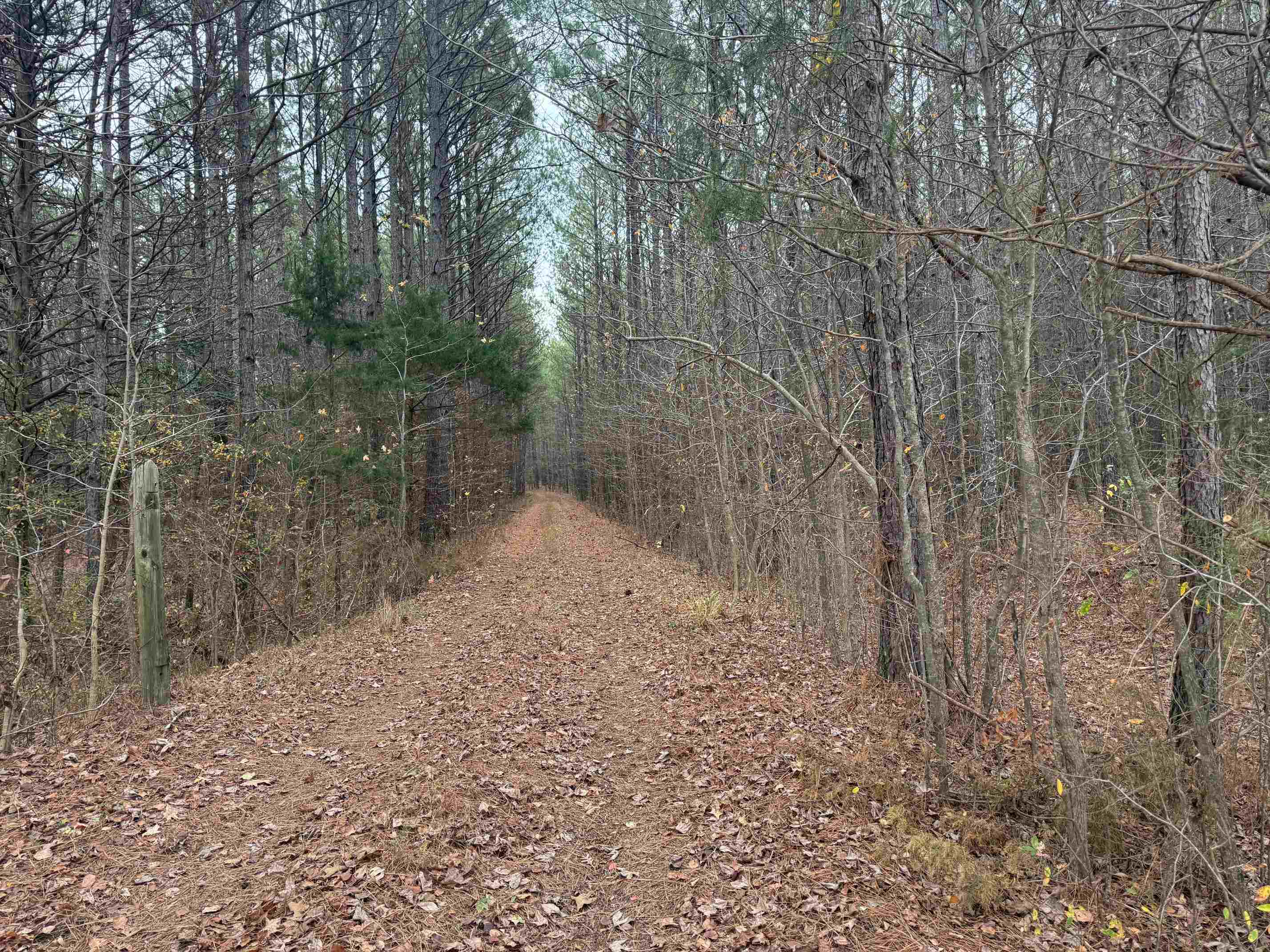 a view of a yard with trees