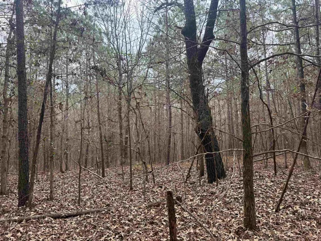 a view of a yard with lots of trees