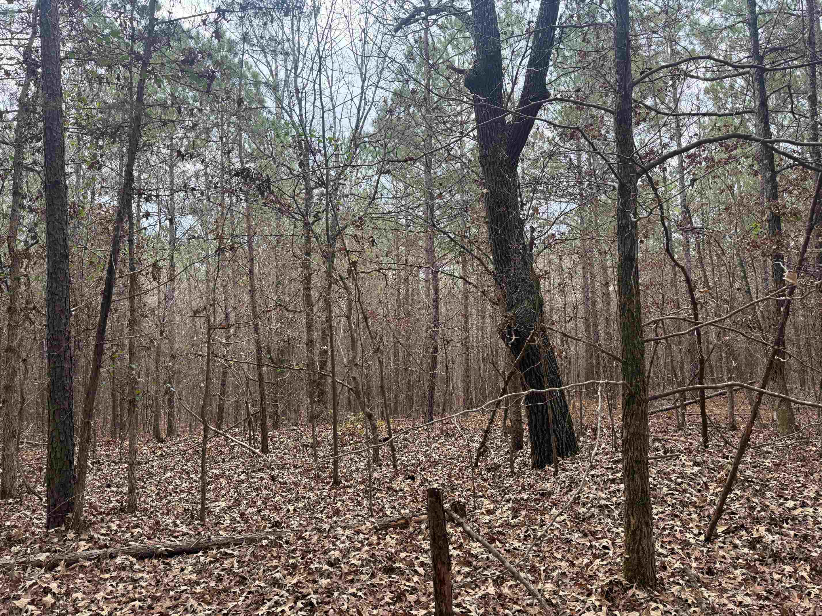 0 Tramham Road Ramer, TN 38367 - Photo 11 of 26 a backyard of a house with lots of green space