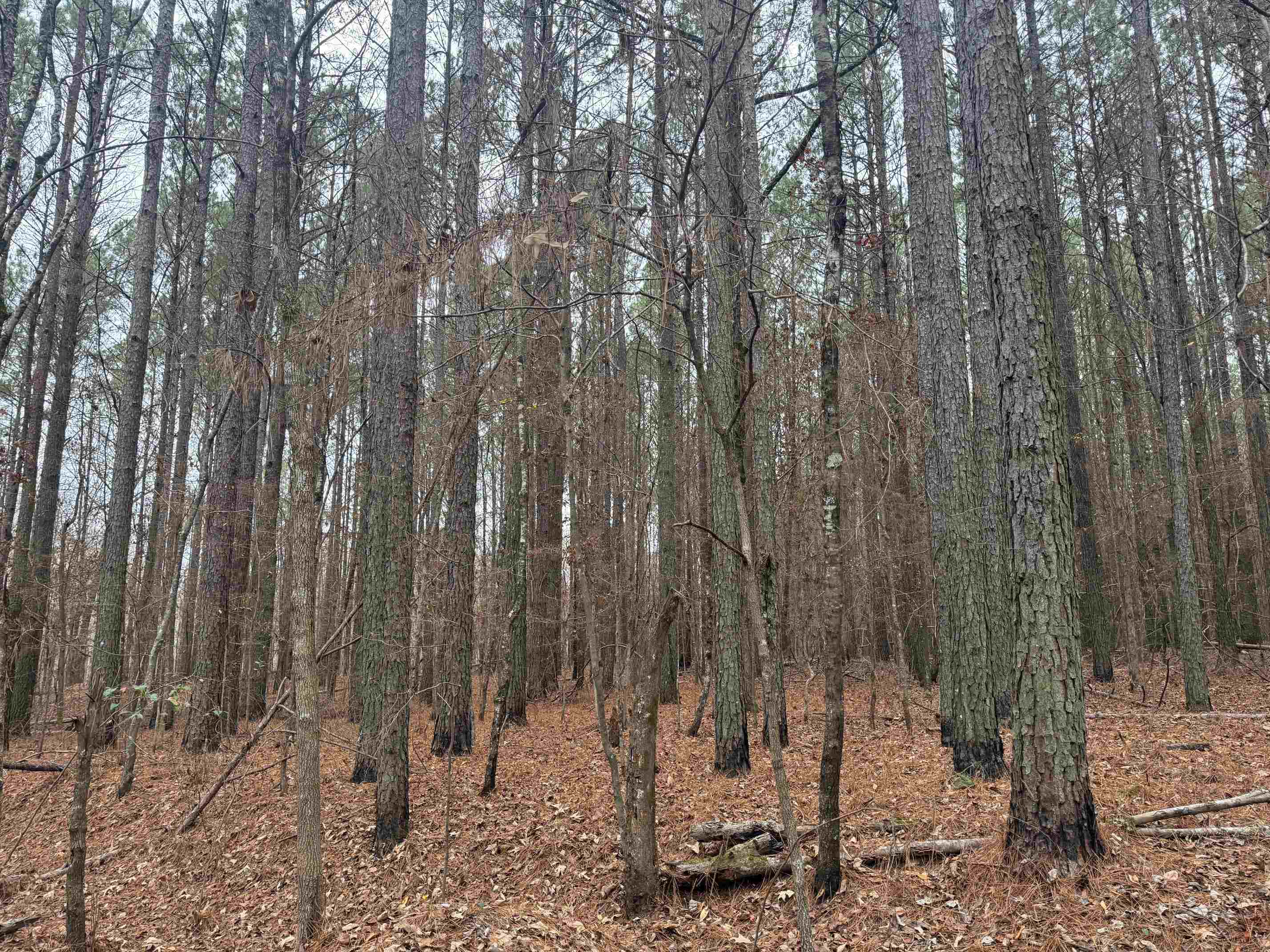 0 Tramham Road Ramer, TN 38367 - Photo 12 of 26 a view of a yard with trees