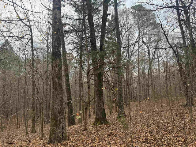 a view of a backyard with trees