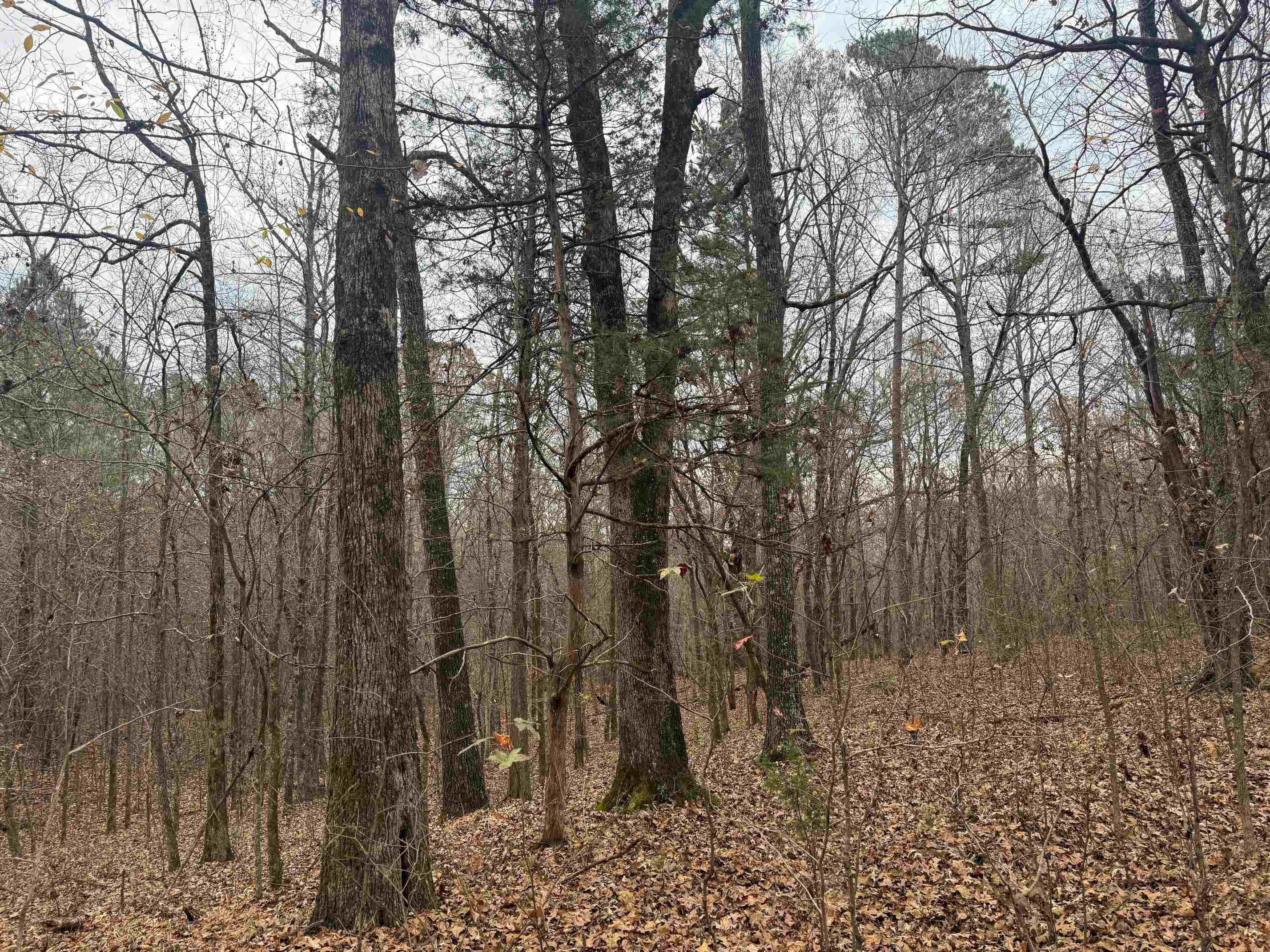 0 Tramham Road Ramer, TN 38367 - Photo 13 of 26 a view of a yard with lots of trees
