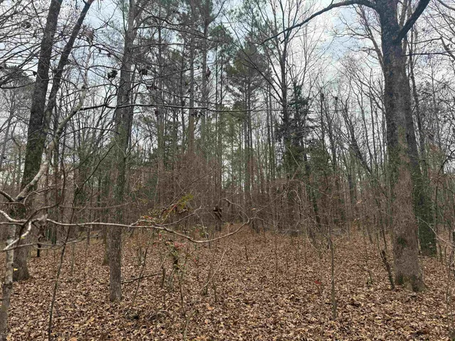 a view of a forest filled with trees