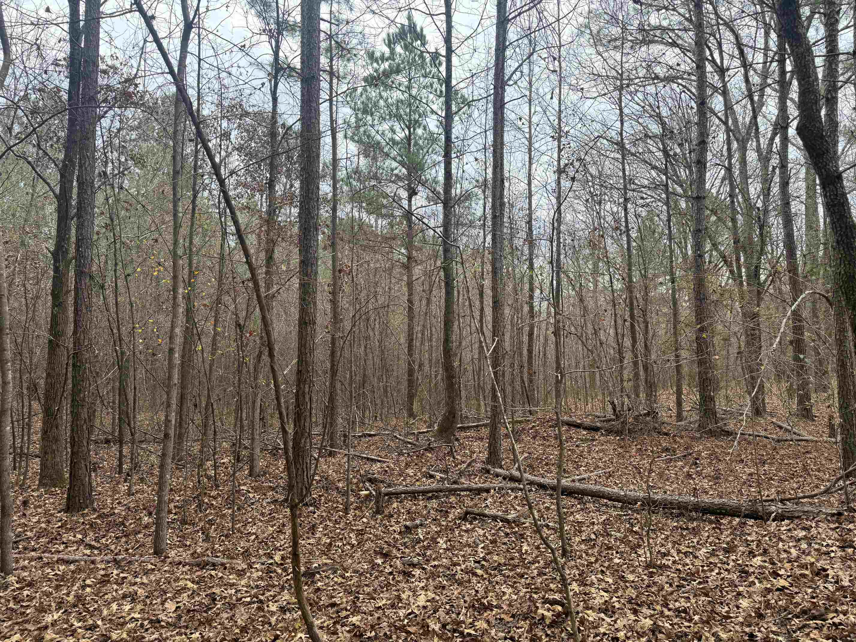 0 Tramham Road Ramer, TN 38367 - Photo 15 of 26 a view of a backyard with trees