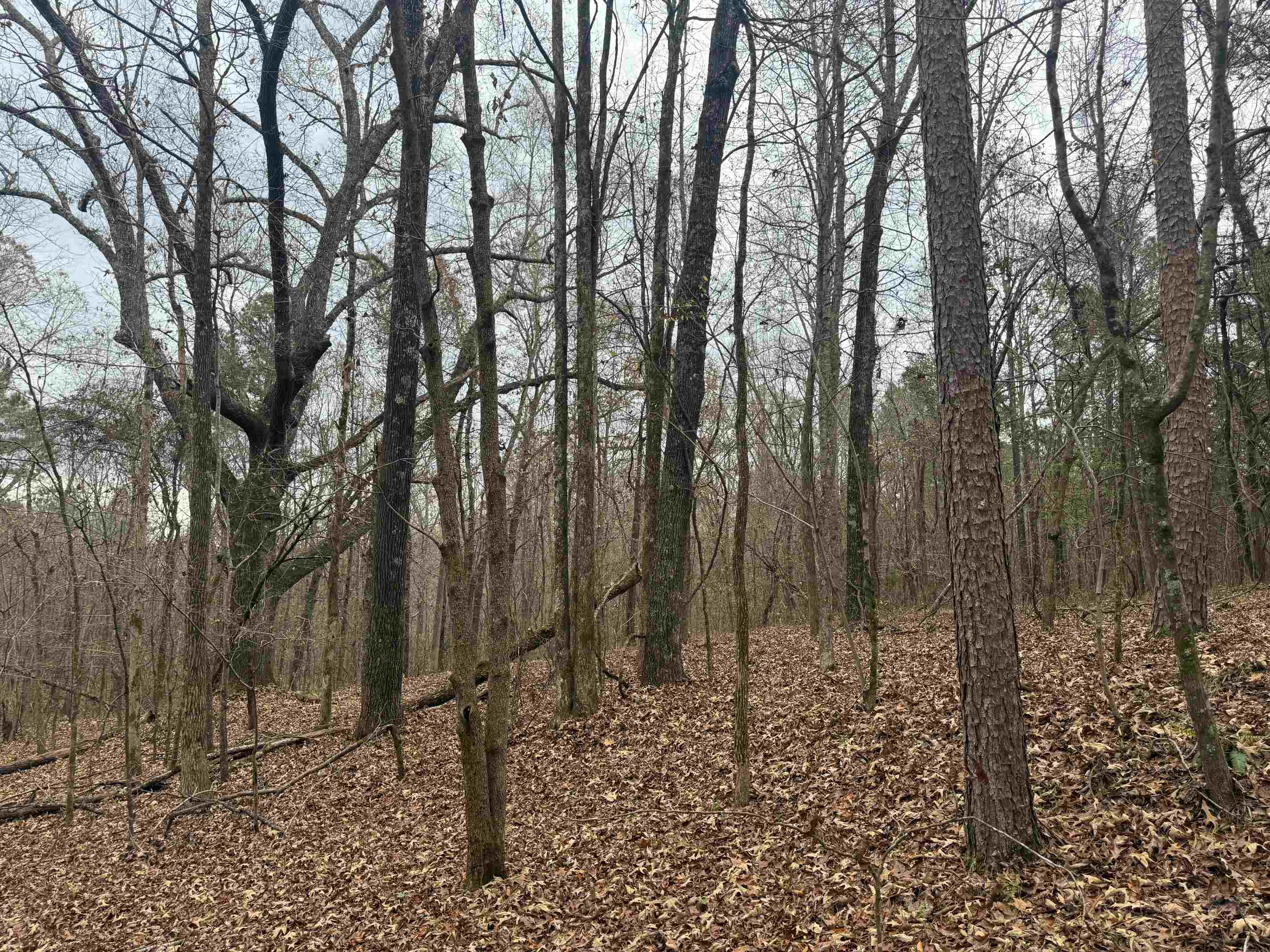 0 Tramham Road Ramer, TN 38367 - Photo 16 of 26 a view of a forest filled with trees