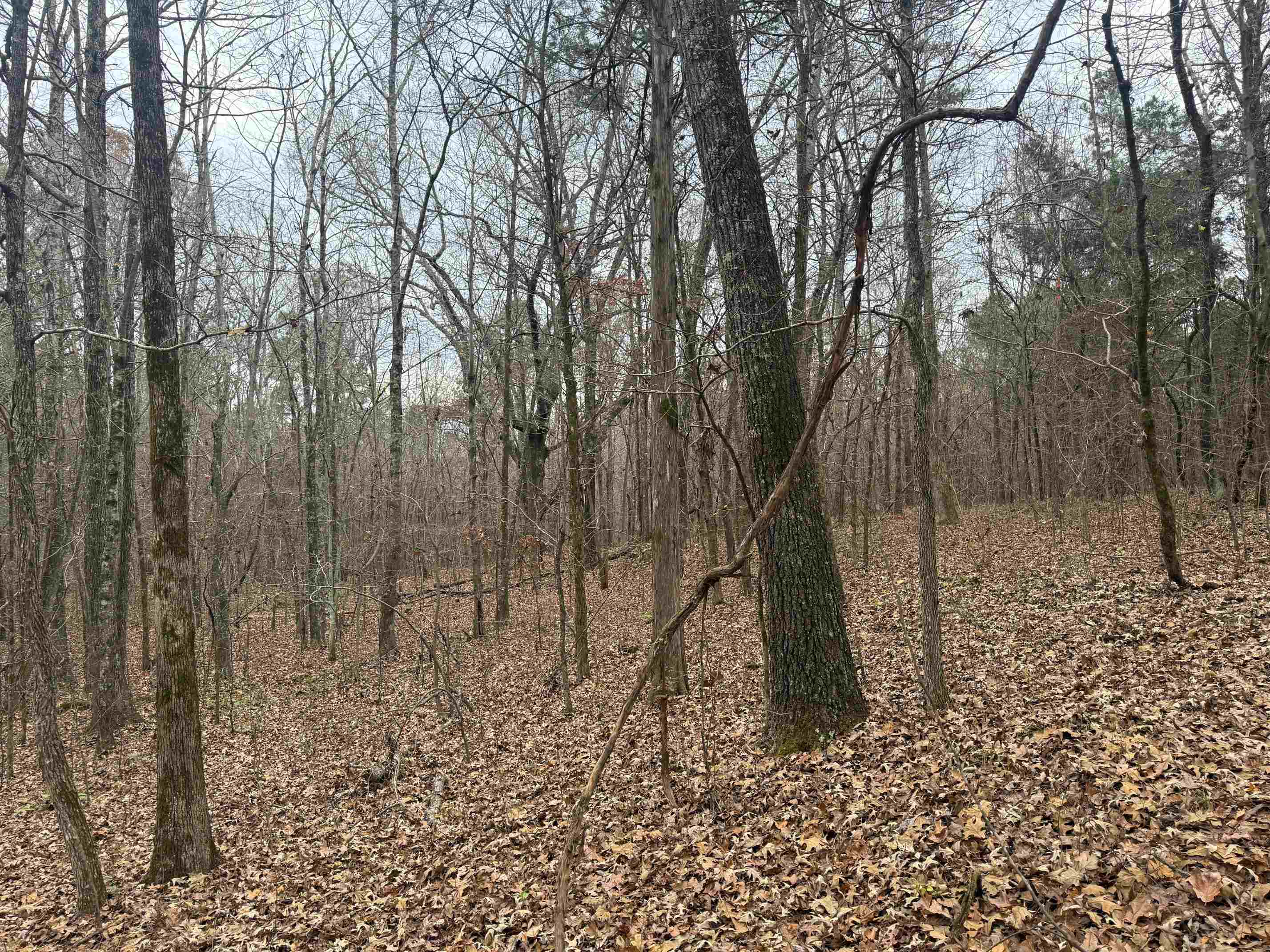 0 Tramham Road Ramer, TN 38367 - Photo 17 of 26 a backyard of a house with lots of green space