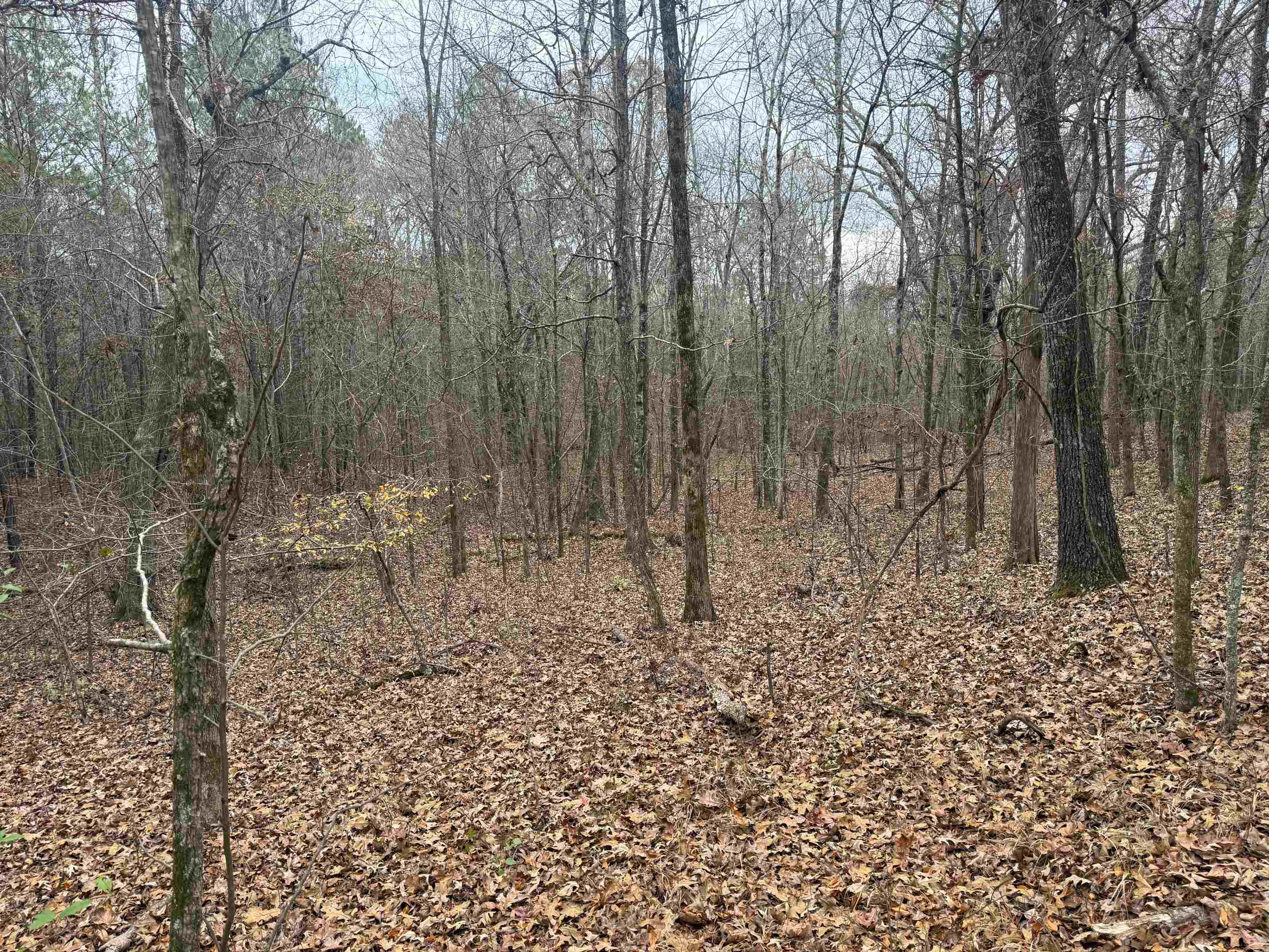 0 Tramham Road Ramer, TN 38367 - Photo 18 of 26 a view of a forest with trees in the background