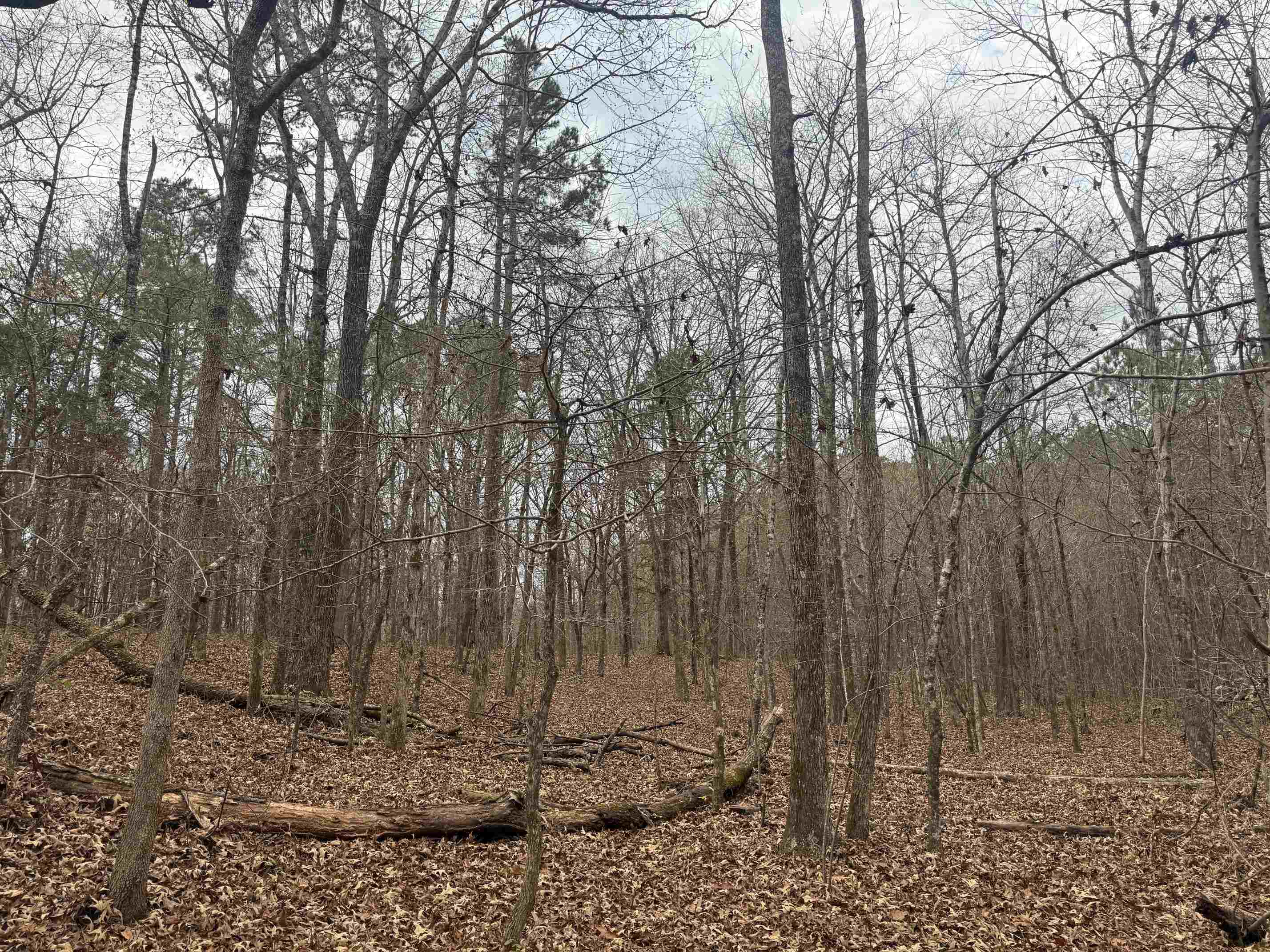 0 Tramham Road Ramer, TN 38367 - Photo 19 of 26 a view of a covered with trees in the background