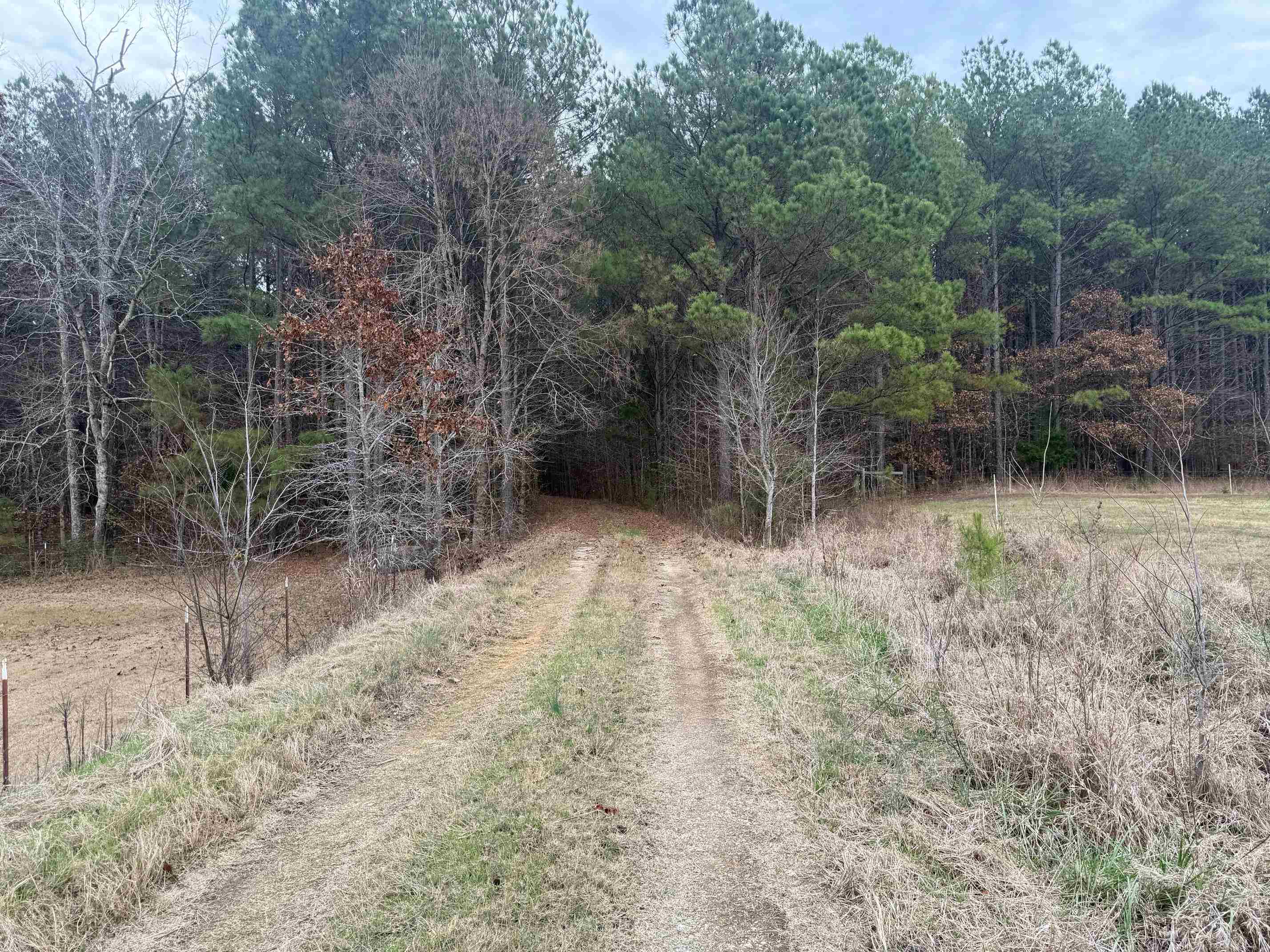 0 Tramham Road Ramer, TN 38367 - Photo 2 of 26 a view of a yard with trees