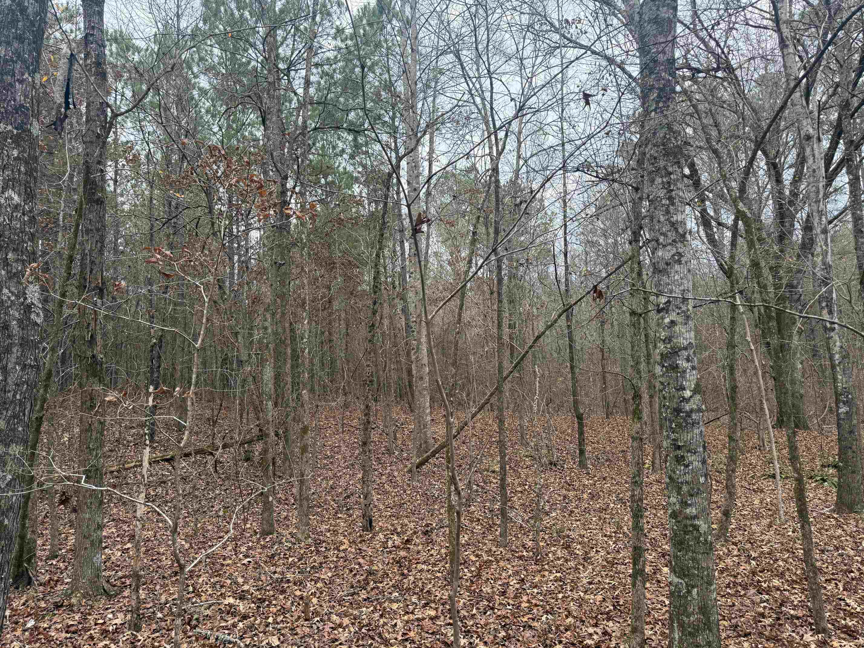 0 Tramham Road Ramer, TN 38367 - Photo 21 of 26 a backyard of a house with lots of green space