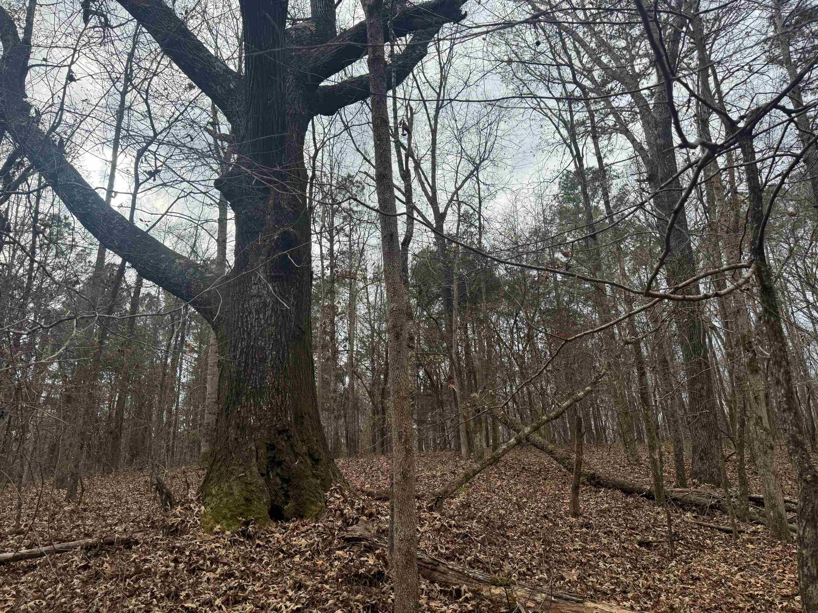 0 Tramham Road Ramer, TN 38367 - Photo 22 of 26 a backyard of a house with lots of green space