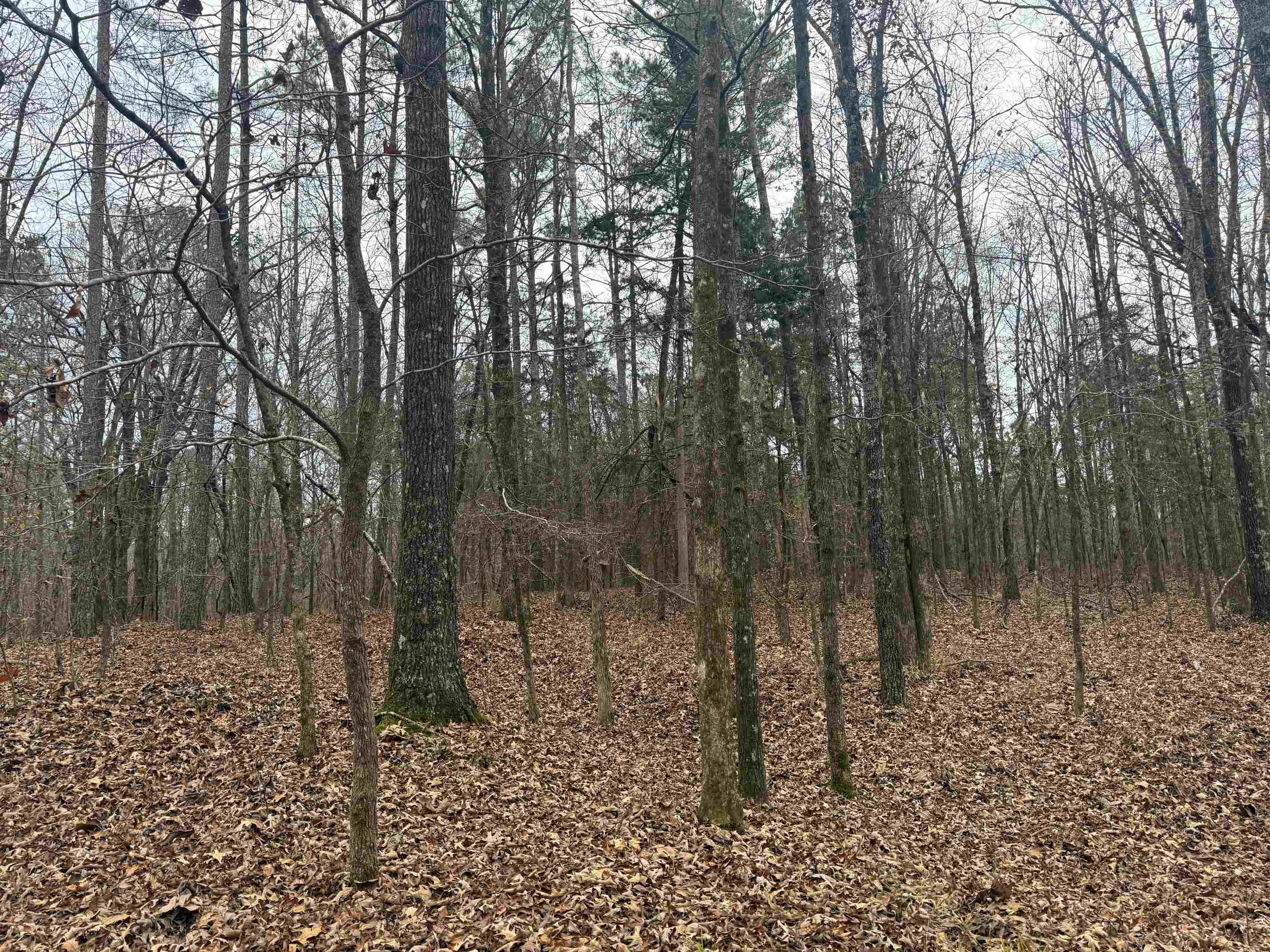 0 Tramham Road Ramer, TN 38367 - Photo 23 of 26 a view of a forest with trees