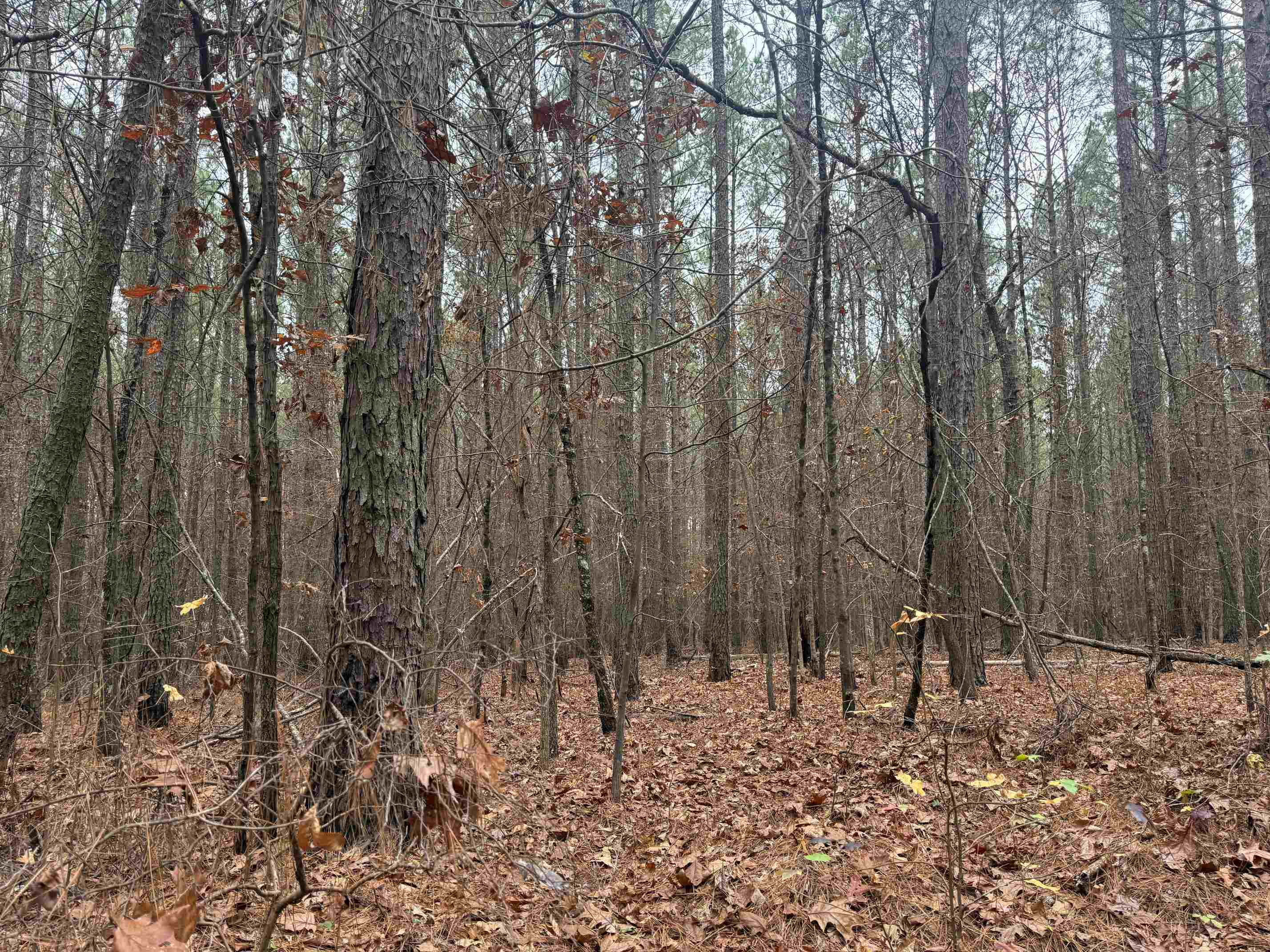 0 Tramham Road Ramer, TN 38367 - Photo 3 of 26 a view of a yard with large trees