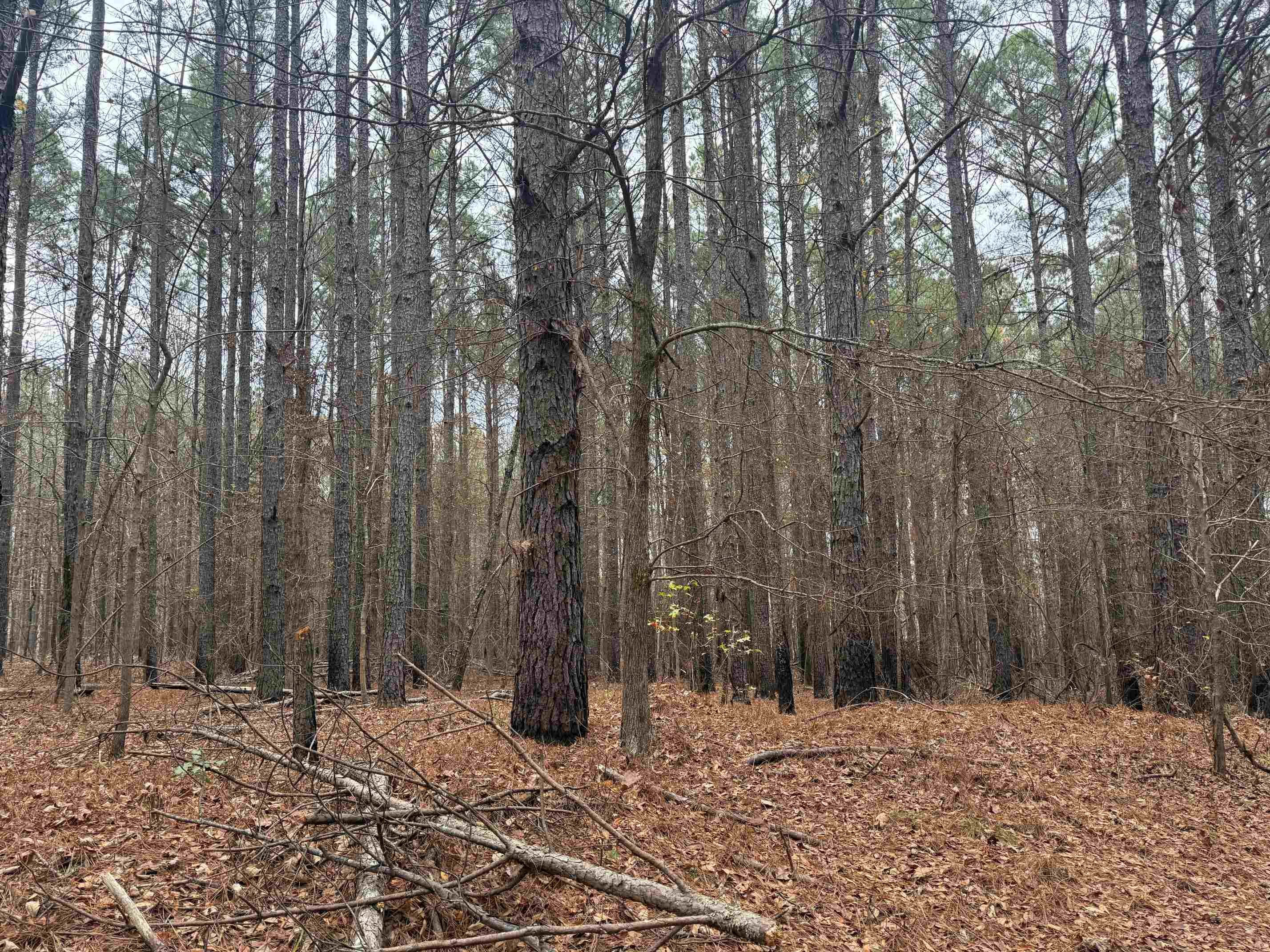 0 Tramham Road Ramer, TN 38367 - Photo 5 of 26