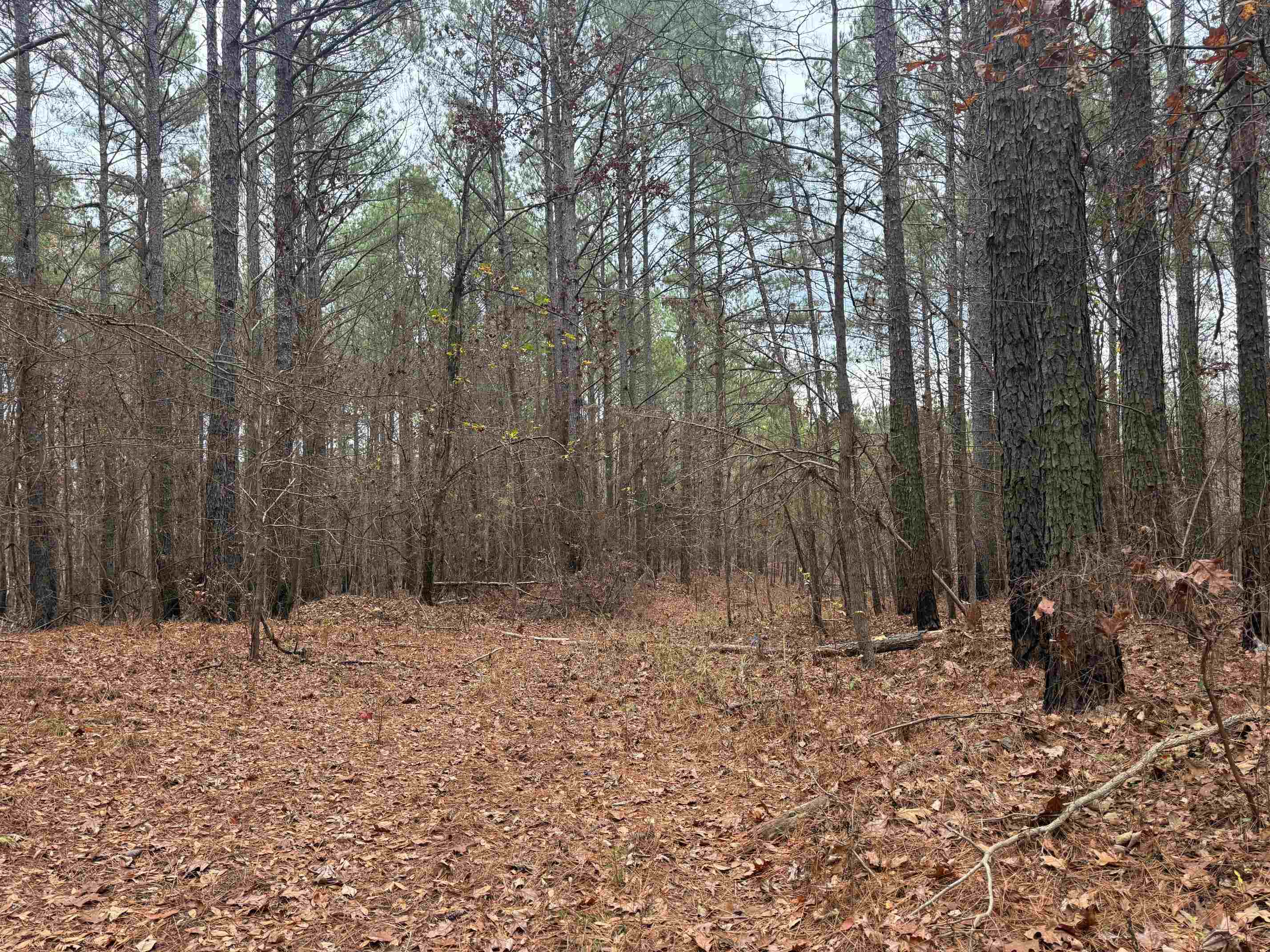 0 Tramham Road Ramer, TN 38367 - Photo 6 of 26 a view of outdoor space with lots of trees
