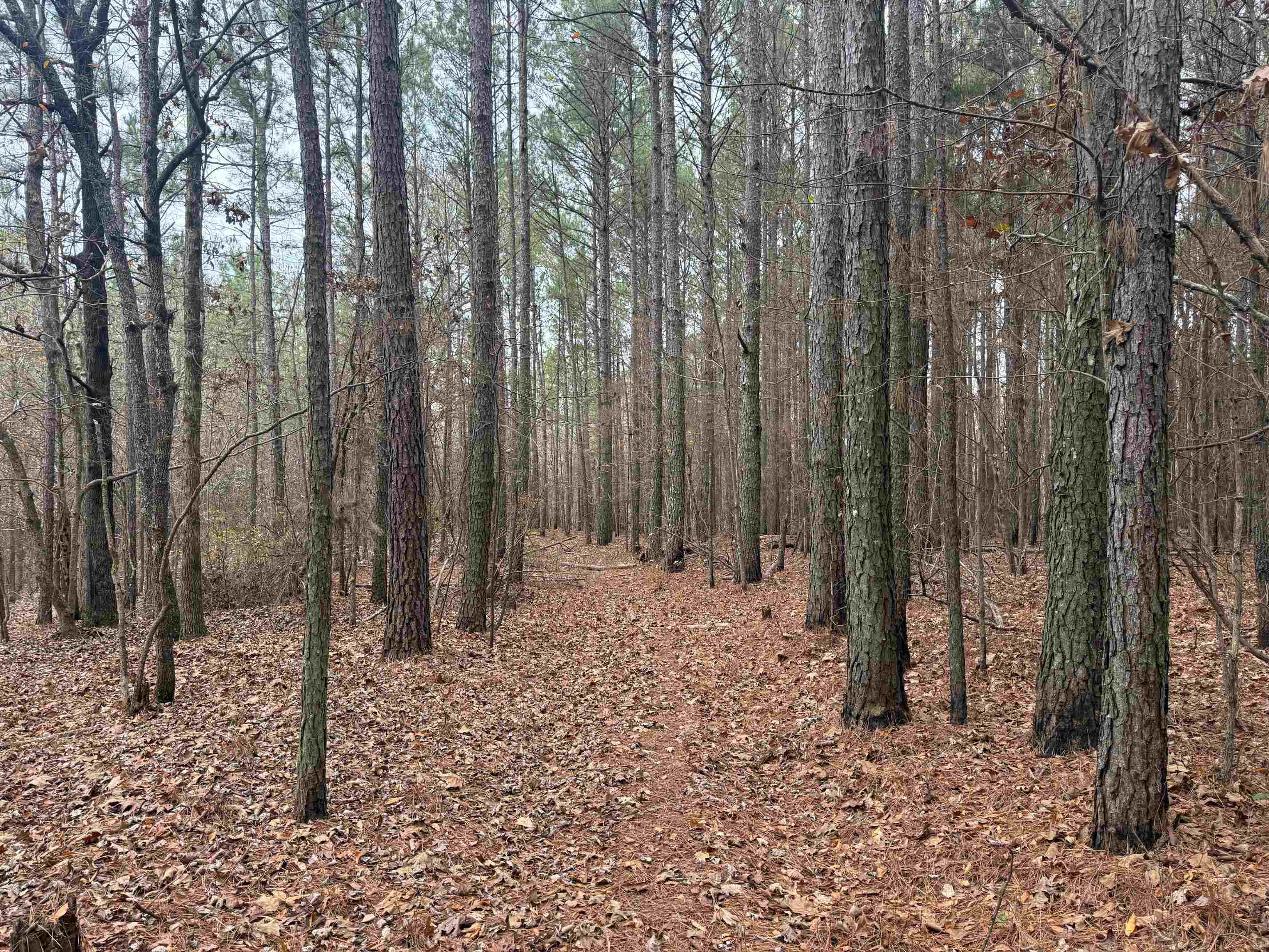 0 Tramham Road Ramer, TN 38367 - Photo 7 of 26 a backyard of a house with lots of green space