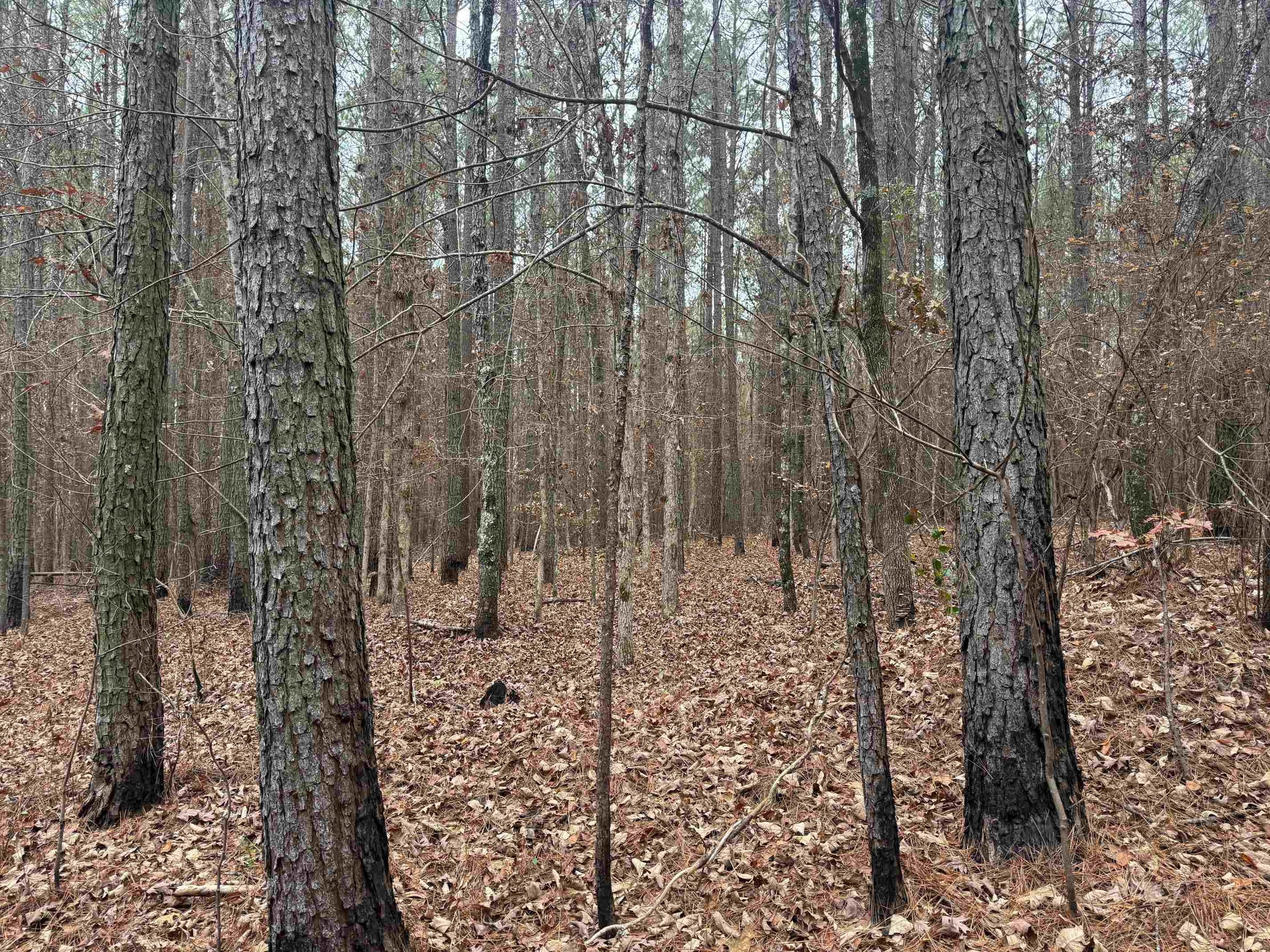 0 Tramham Road Ramer, TN 38367 - Photo 8 of 26