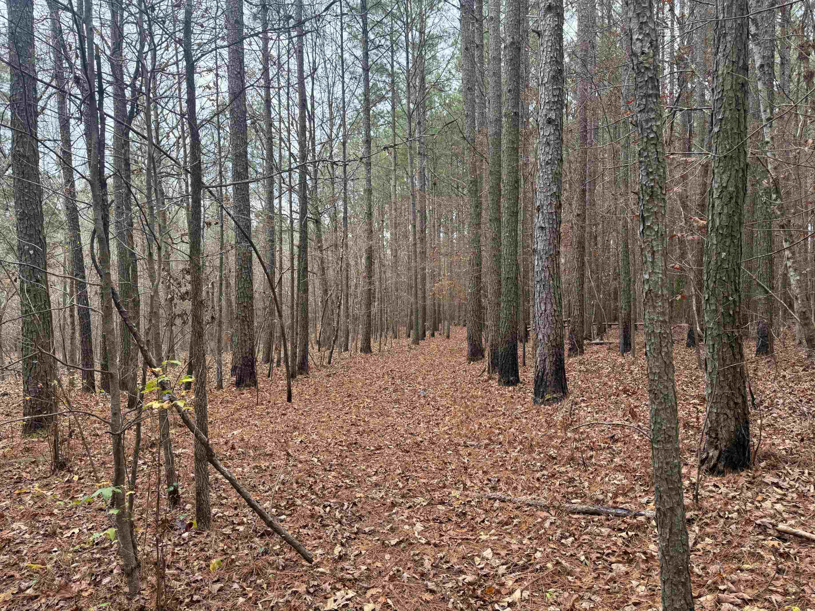 0 Tramham Road Ramer, TN 38367 - Photo 9 of 26 a view of a backyard of the house