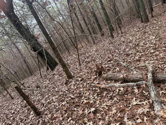 a view of a yard with trees