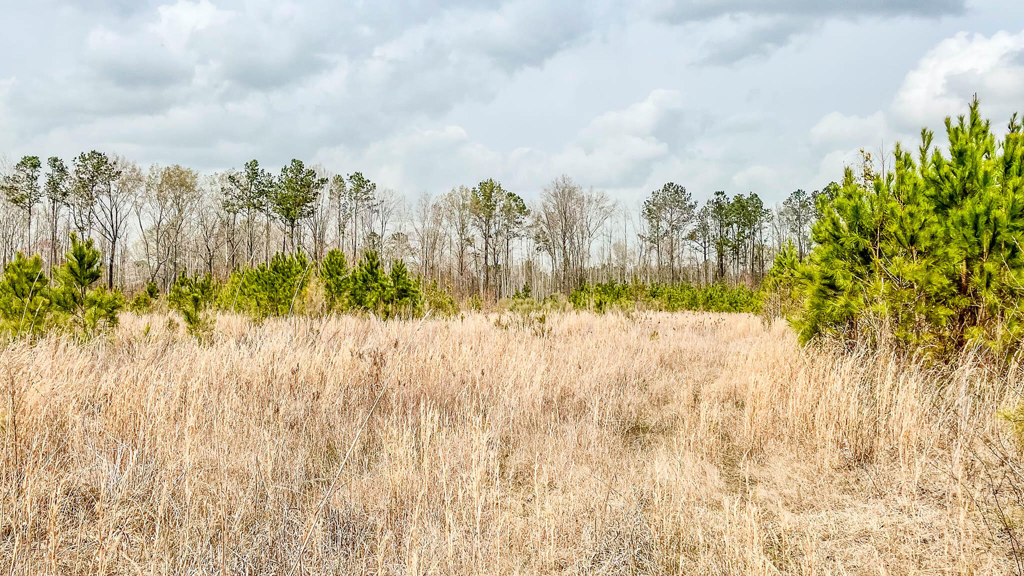 0 South Locust Denmark, SC 29042 - Photo 11 of 13 Denmark Industrial Compass South Land Sa