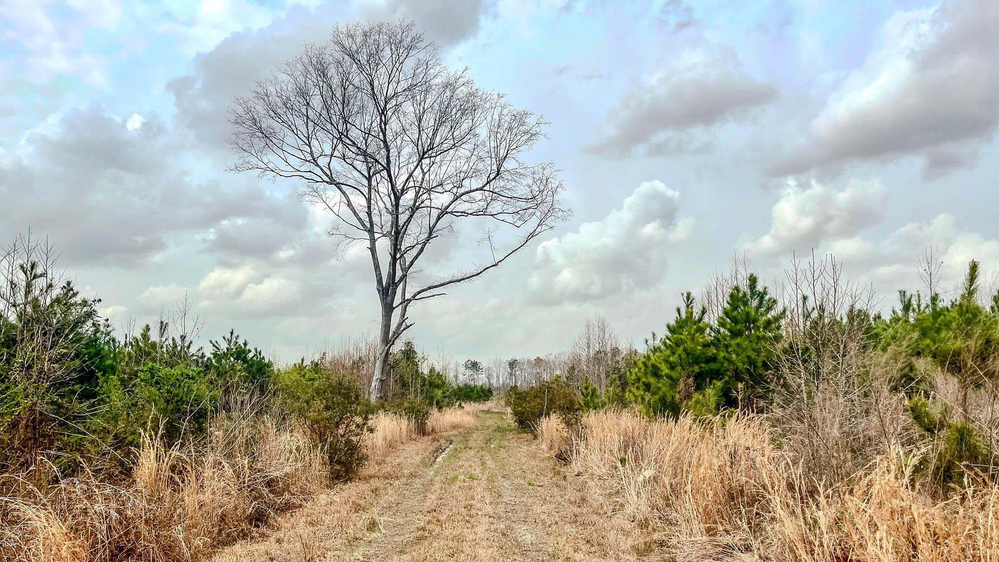 0 South Locust Denmark, SC 29042 - Photo 7 of 13 Denmark Industrial Compass South Land Sa
