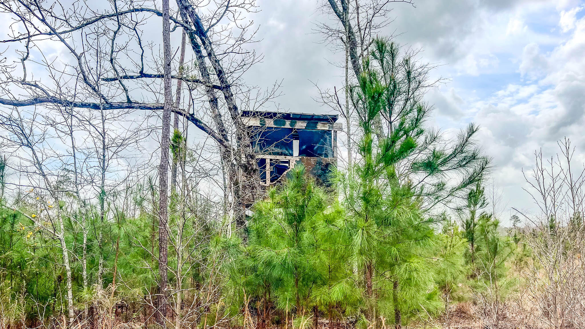 0 South Locust Denmark, SC 29042 - Photo 8 of 13 Denmark Industrial Compass South Land Sa
