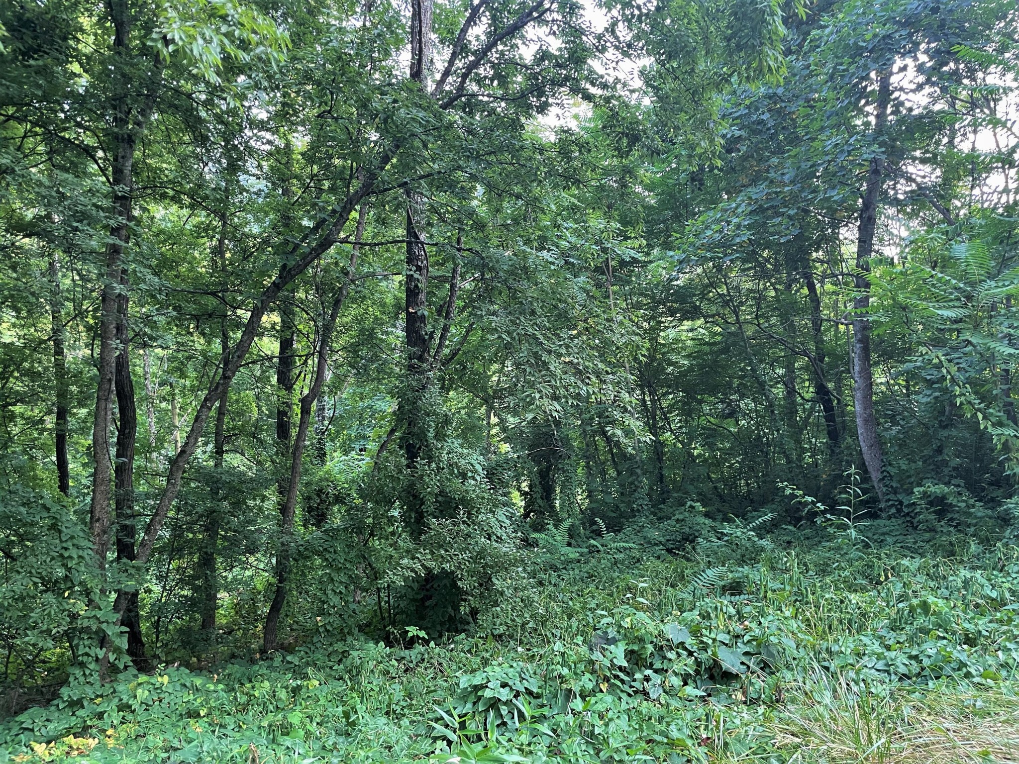 990 Yellow Springs Road Cosby, TN 37722 - Photo 11 of 12