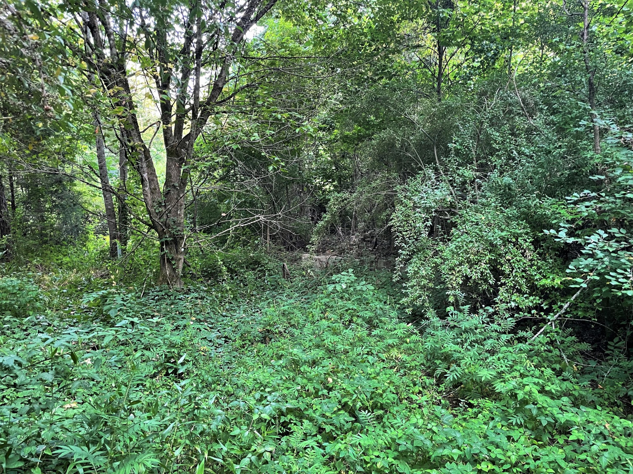 990 Yellow Springs Road Cosby, TN 37722 - Photo 4 of 12