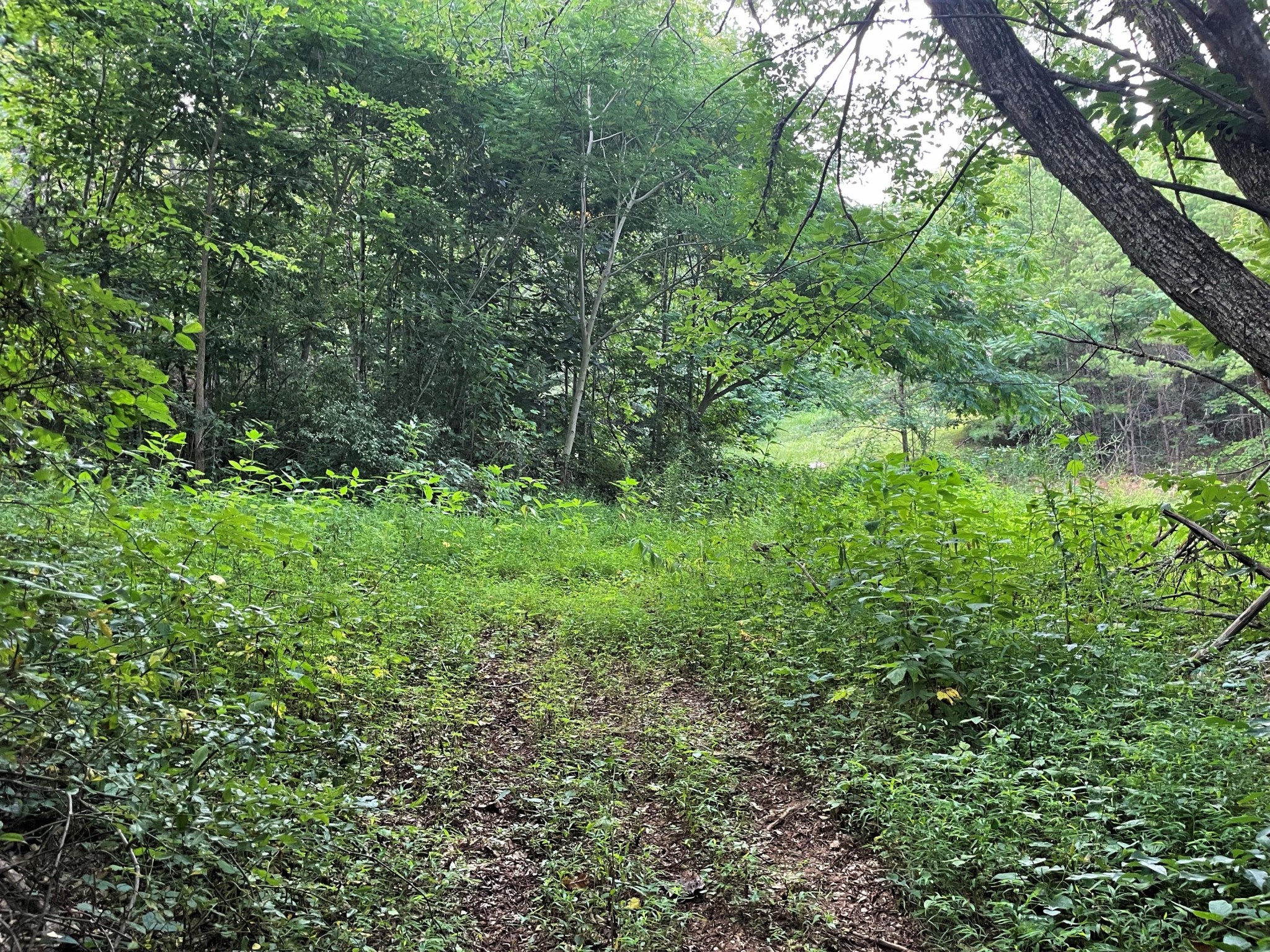 990 Yellow Springs Road Cosby, TN 37722 - Photo 9 of 12