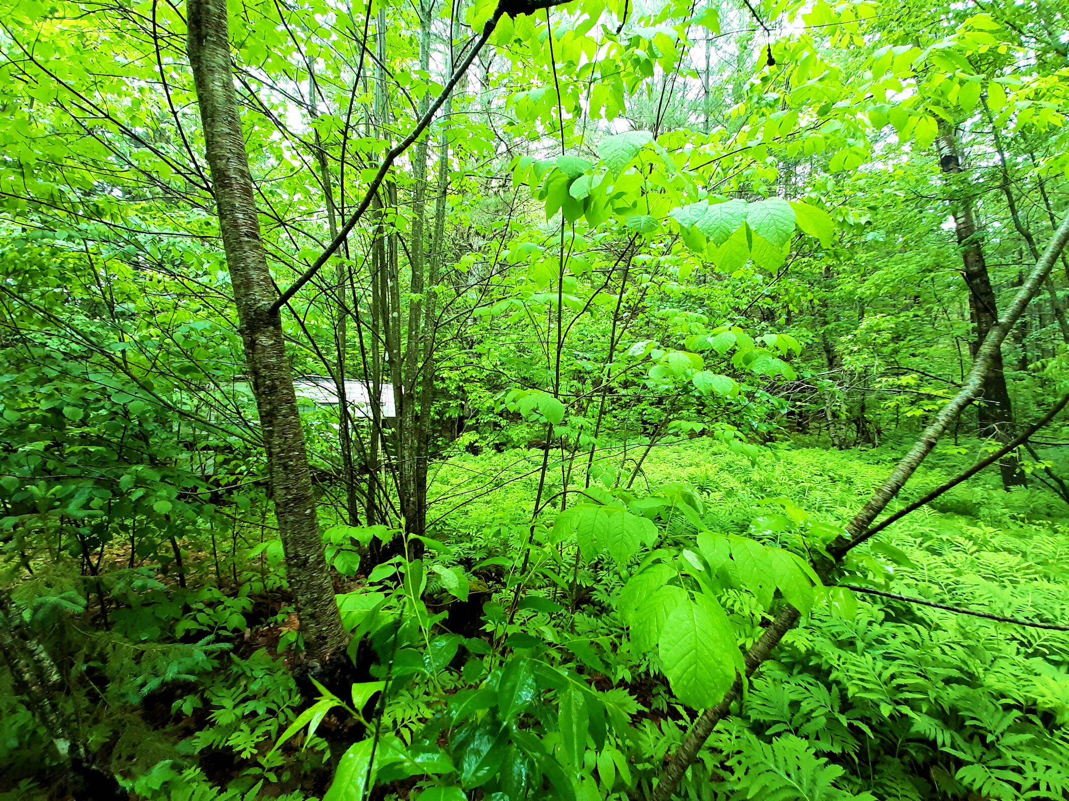 Lot # Lot#17-9 North Road Winn, ME 04495 - Photo 15 of 31 1 TBD North Road 1o