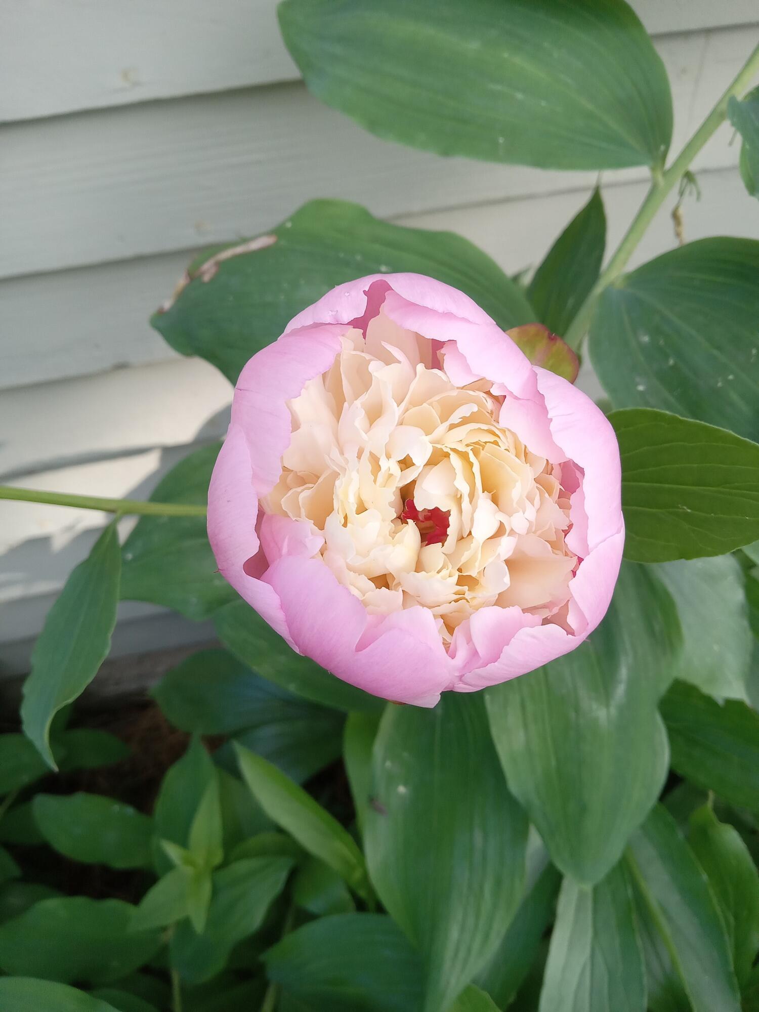 8 Jewell Street Brooks, ME 04921 - Photo 15 of 53 Peony