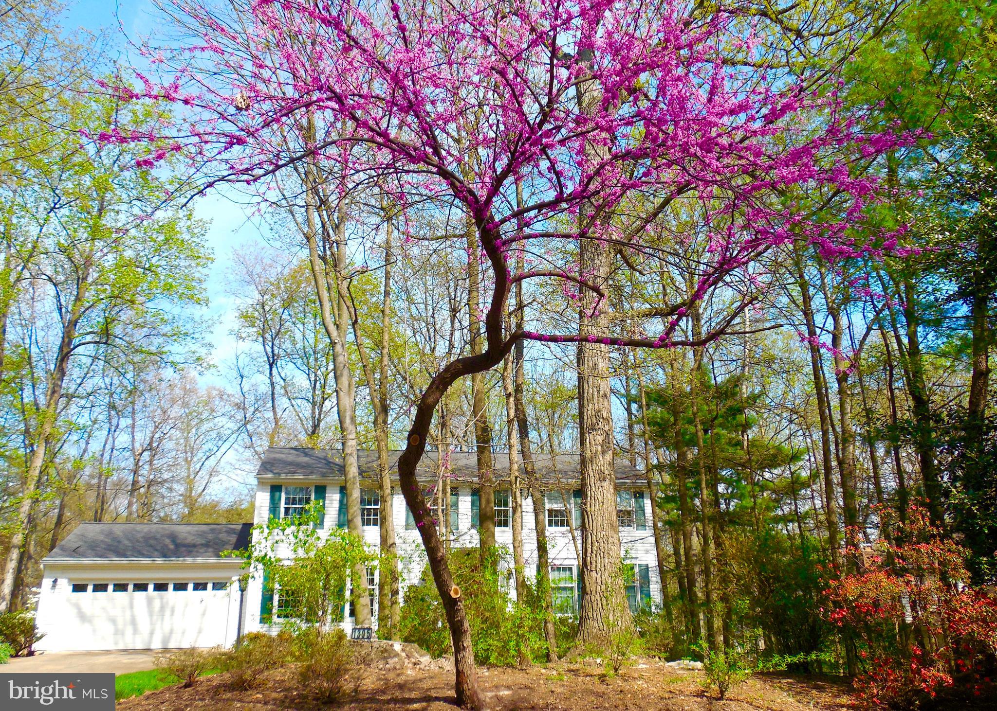 1395 Concord Point Lane Reston, VA 20194 - Photo 50 of 68 Four seasons of color with surprises to come