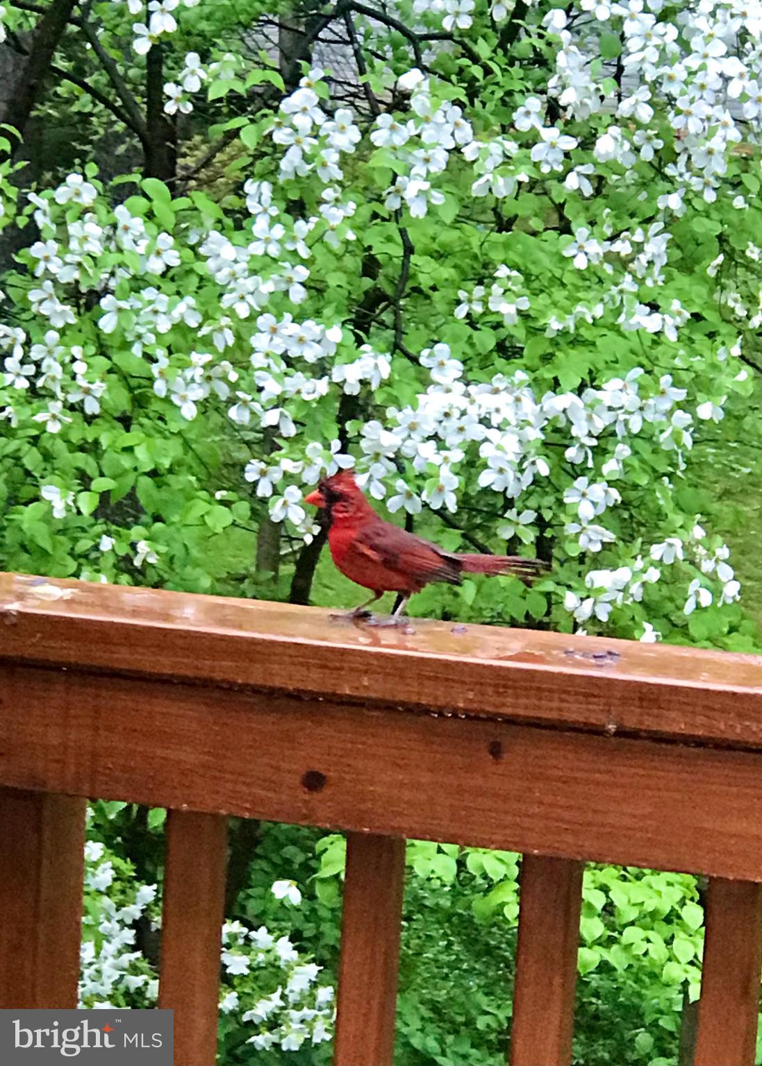 1395 Concord Point Lane Reston, VA 20194 - Photo 51 of 68 Spring brings Virginia's bird, the Cardinal