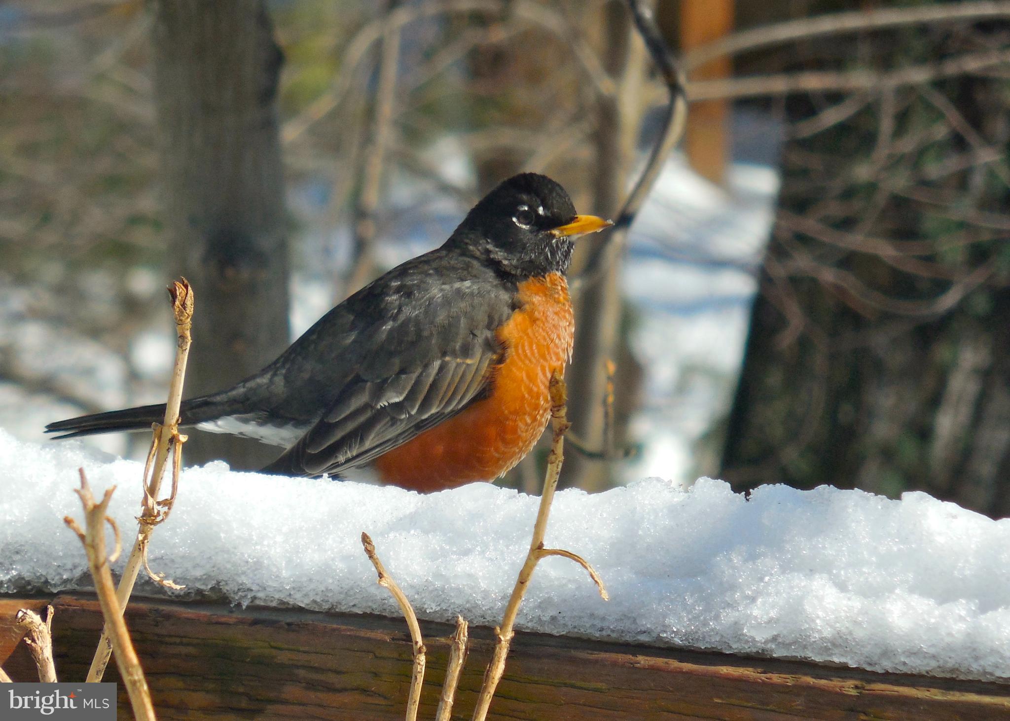 1395 Concord Point Lane Reston, VA 20194 - Photo 57 of 68 Four season of planting attracts birds