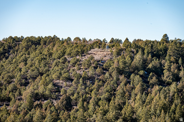 1955 West Mammoth Crk Road Hatch, UT 84735 - Photo 11 of 52 Heavily wooded hillside featuring dense evergreen tree coverage under a clear sky