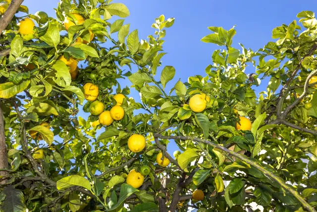 $1,295,000 | 24 Tomaso Court, San Francisco, CA 94134