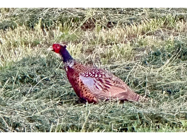 $7,900,000 | Undisclosed Address, Kersey, CO 80644