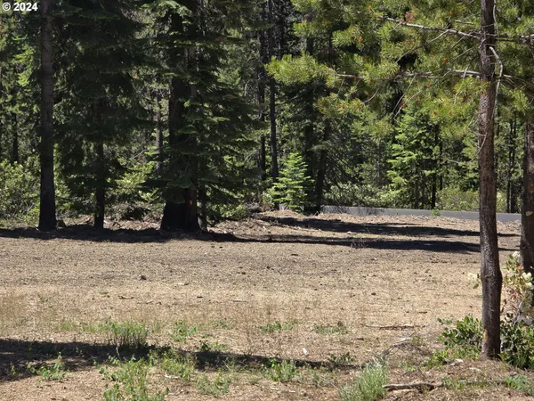 a view of a tree in a forest