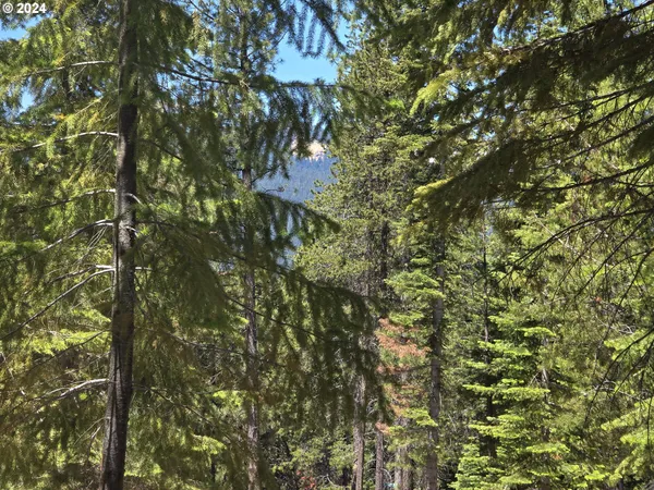 a view of a yard with large trees