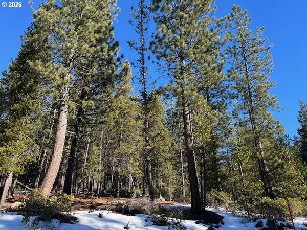 a view of a park with large trees