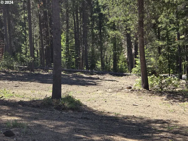 a view of a yard with trees