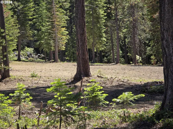 a view of a yard with trees